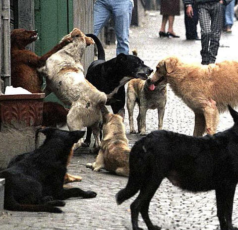 La responsabilità civile per i danni causati dai cani randagi