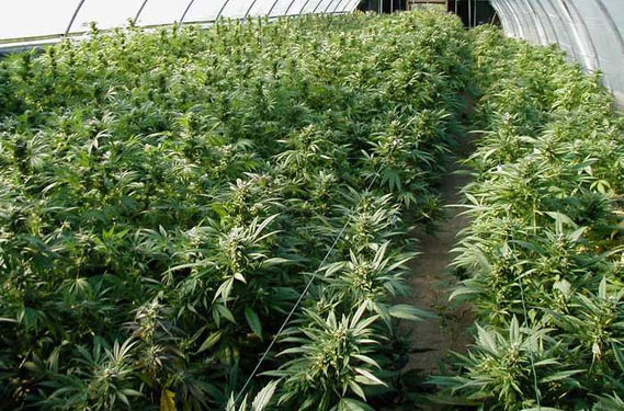 Corte di Cassazione, sezione quarta penale, sentenza 21 settembre 2017, n. 43465. Marijuana distinzione tra coltivazione tecnico-agraria e domestica
