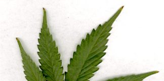 marijuana leaf 1