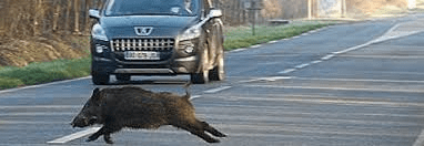 Incidenti stradali che abbiano coinvolto veicoli e animali selvatici